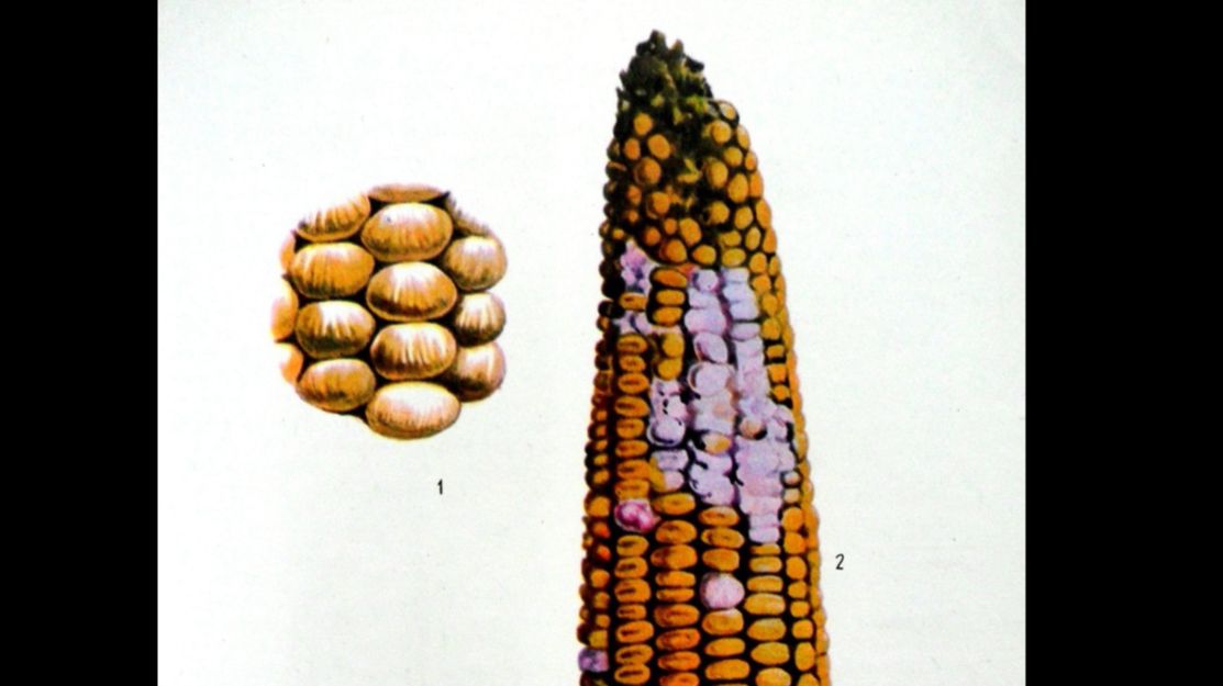 Заболевания початков кукурузы смотреть онлайн