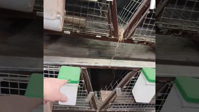 В гостях у Владимира, заводчика кроликов, породы Франц смотреть онлайн