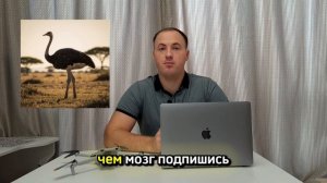 Мозг страусов