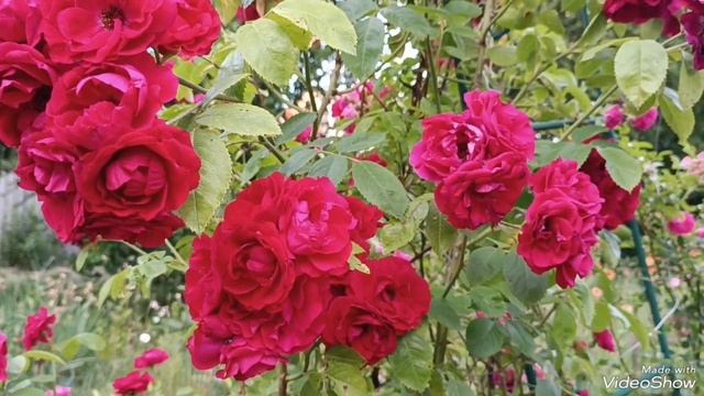 Видеофон "Розы".Французская номерная парфюмерия Giter. #а смотреть онлайн