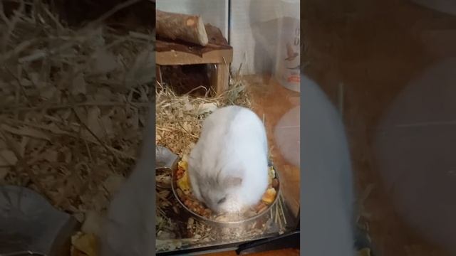 Как живёт хомячиха Дунька смотреть онлайн