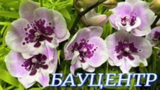 №1156/ МНОГО свежих ОРХИДЕЙ в БАУЦЕНТРЕ смотреть онлайн