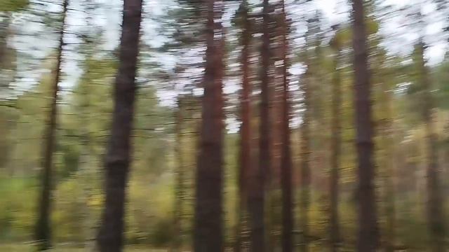 Есть ли грибы в лесу? 14 октября. смотреть онлайн