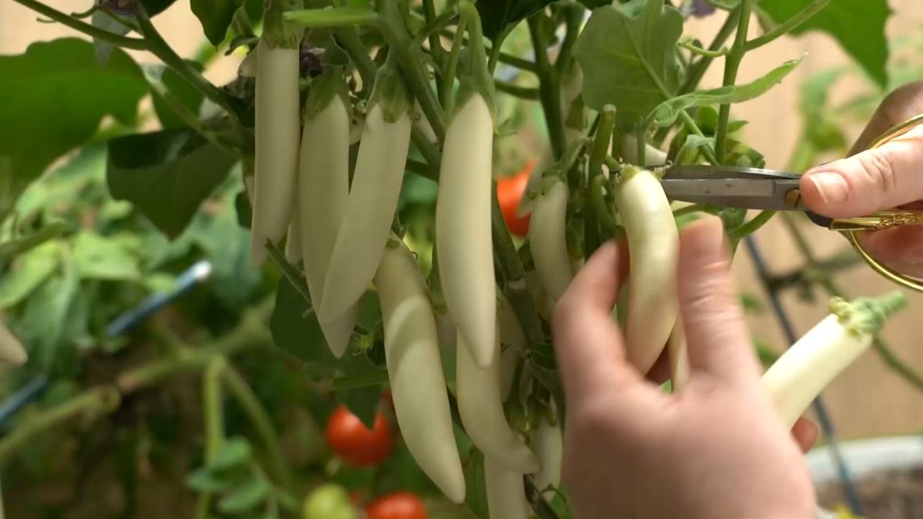 Собираем урожай овощей в зимнем огороде. Дачные сезоны