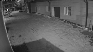 Рысь в центре города