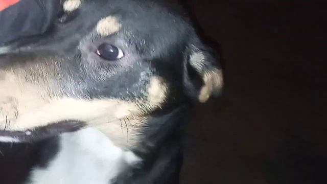 Назвала малышей Серушки Барби и Гуфи!!! смотреть онлайн