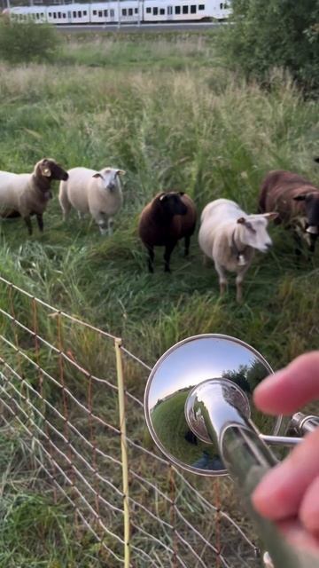 реакция овечек на трубу... смотреть онлайн