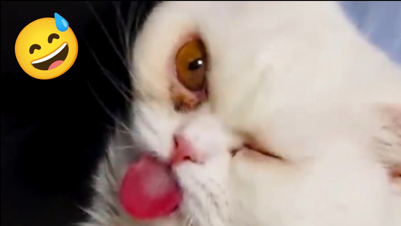Смешные Животные - Лучшие Кошки и Собаки #11 смотреть онлайн