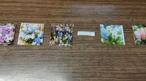 Блогером не заработать, буду торговать цветами