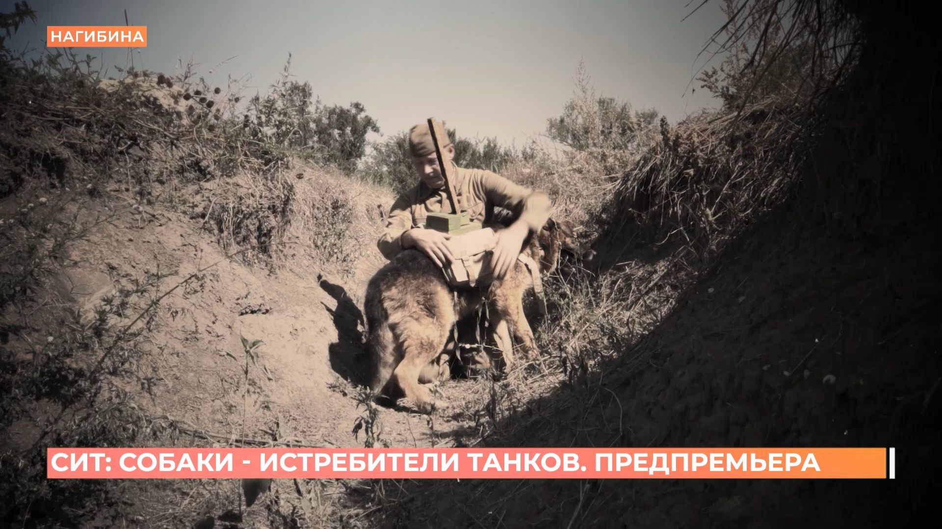 "СИТ - собаки истребители танков": предпоказ документального фильма Первого Ростовского в кинотеатре смотреть онлайн