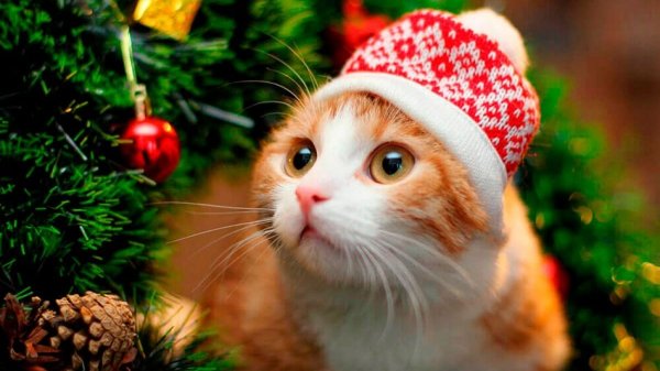 #смешныевидео -542