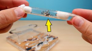 Переселение Черных Садовых Муравьев из пробирки в Формикарий! alex boyko