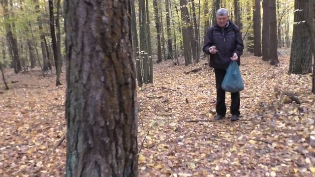 Говорушка дымчатая и Фиолетовая рядовка 🌲 Наш способ смотреть онлайн