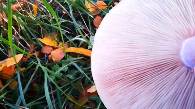 По грибы синеножки. Рядовка лиловоногая смотреть онлайн