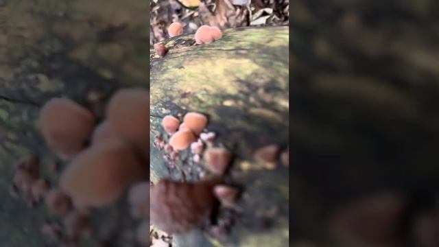 Обзор Грибов ПОДБЕРЕЗОВИК, АУРИКУЛЯРИЯ/МУЭР И ЗОНТИК ? смотреть онлайн