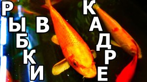 РЫБНАЯ ФОТОСЕССИЯ В АПТЕКАРСКОМ ОГОРОДЕ. МОСКВА. 17 ДЕКАБРЯ 2025 ГОДА.