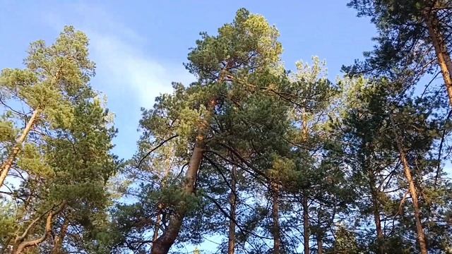 Лес/следы зверей/серушки - зеленушки/последние дни окт смотреть онлайн