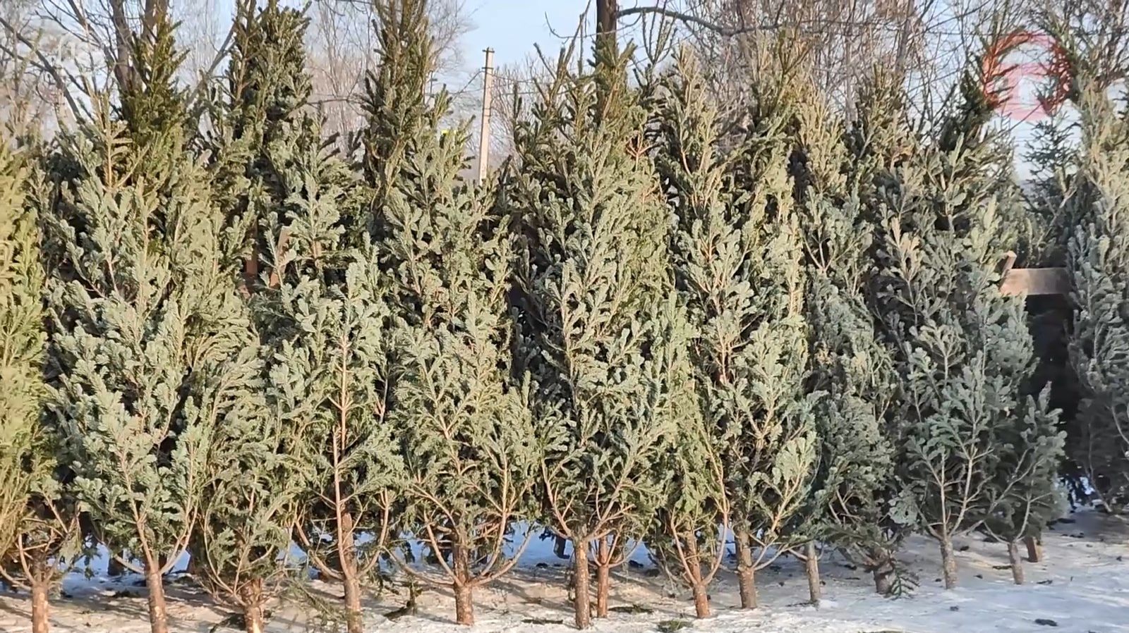 🌲 Продажа новогодних ёлок продолжается в Уссурийске смотреть онлайн