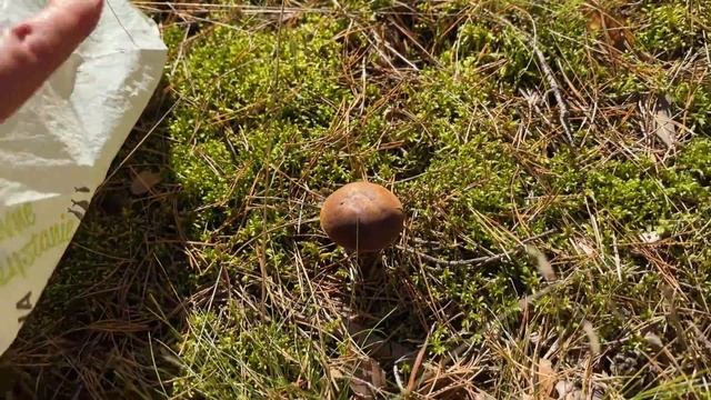 Грибов много 🇵🇱 польский лес 🍄 смотреть онлайн