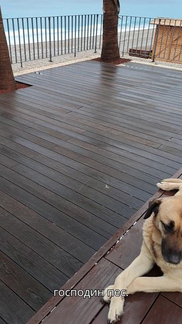 У пса все хорошо! А у вас? 🤓