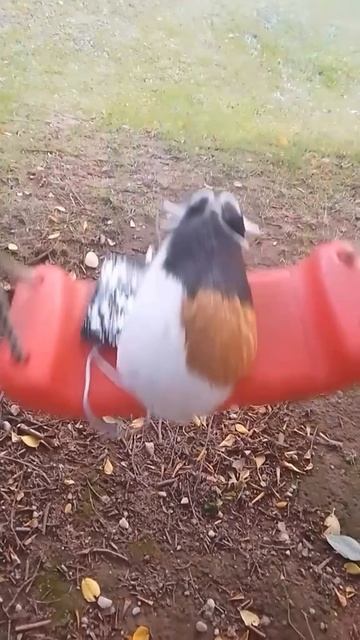 свинка в депресии смотреть онлайн