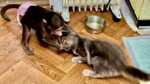 Сначала Анфиса с Моной мирно ждали папу Влада на окошке, а потом поссорились из-за еды))(