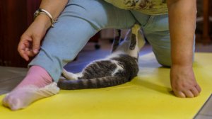 Медитация «Счастливый котик»