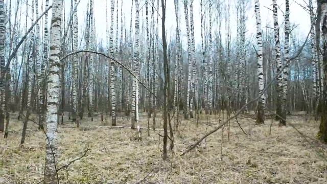 Мои первые в этом сезоне грибы - строчки! Грибы в Подмо? смотреть онлайн