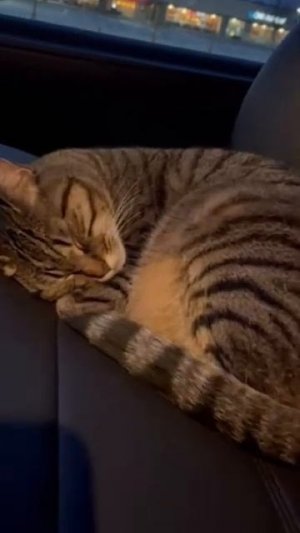 Удивительная история спасения одной кошки #shorts