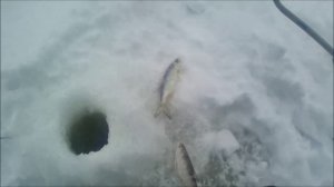 ловля плотвы и окуня в декабре на протоке оби