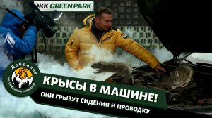 Крысы в машине! Они грызут сидения и проводку. На Первом канале крысы под капотом в свежем выпуске