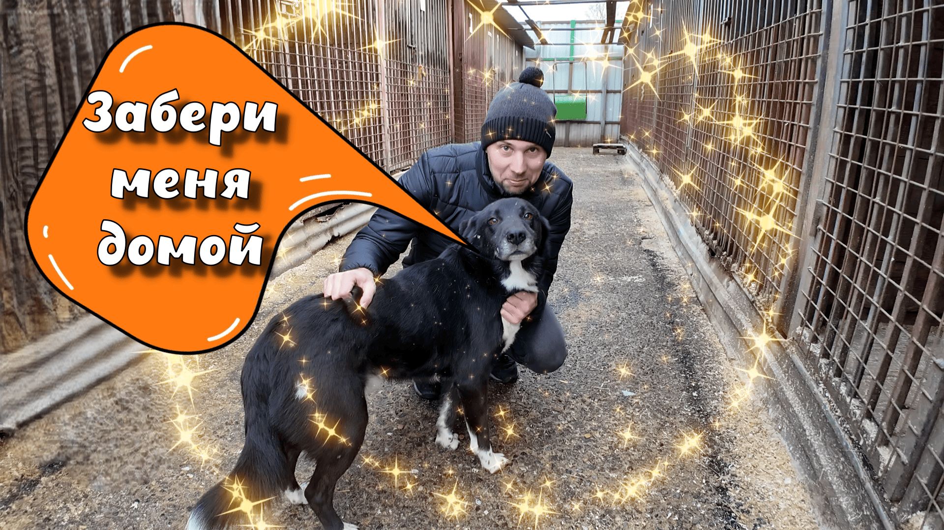 В приюте для собак и кошек смотреть онлайн