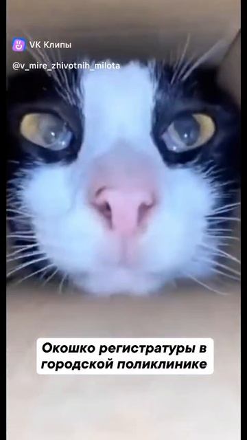 мне просто лень делать видео вот вам чта та смотреть онлайн