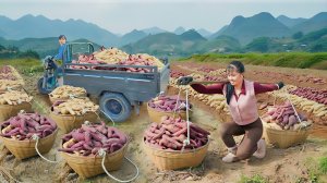 Собираю урожай сладкого картофеля. Использую грузовичок для перевозки на рынок и продажи. Фуонг