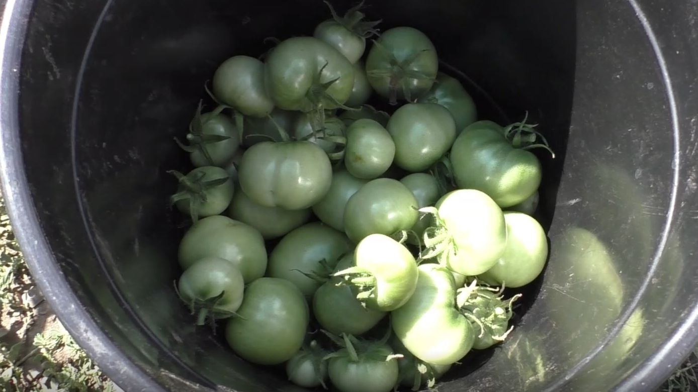 Куда девать мелкие зеленые помидоры смотреть онлайн