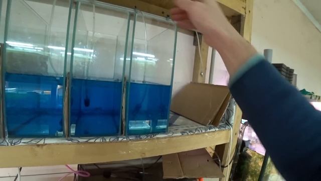 Постала проблема, некуда девать личинку. Но что то придумал смотреть онлайн