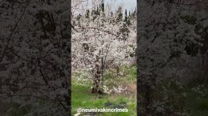 Доброе утро из центра оздоровления Неумывакина #неумывакин #крым