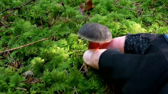 Новичкам. Грибы-двойники. Как их отличить. смотреть онлайн