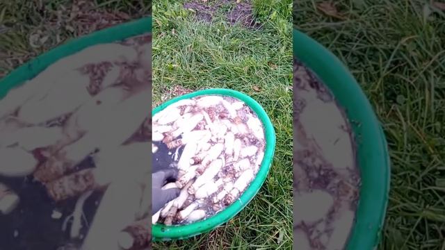 Навозник белый , о чём вам не расскажут грибники . смотреть онлайн