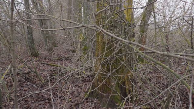 Грибы в конце ноября, вешенка на тополях, опенок зимни? смотреть онлайн