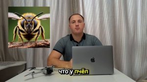 Глаза пчёл