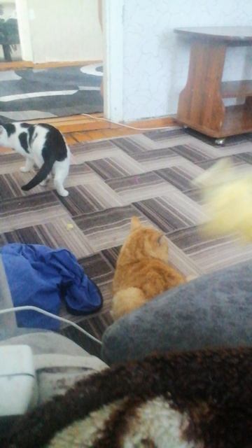 Бой за бич пакет