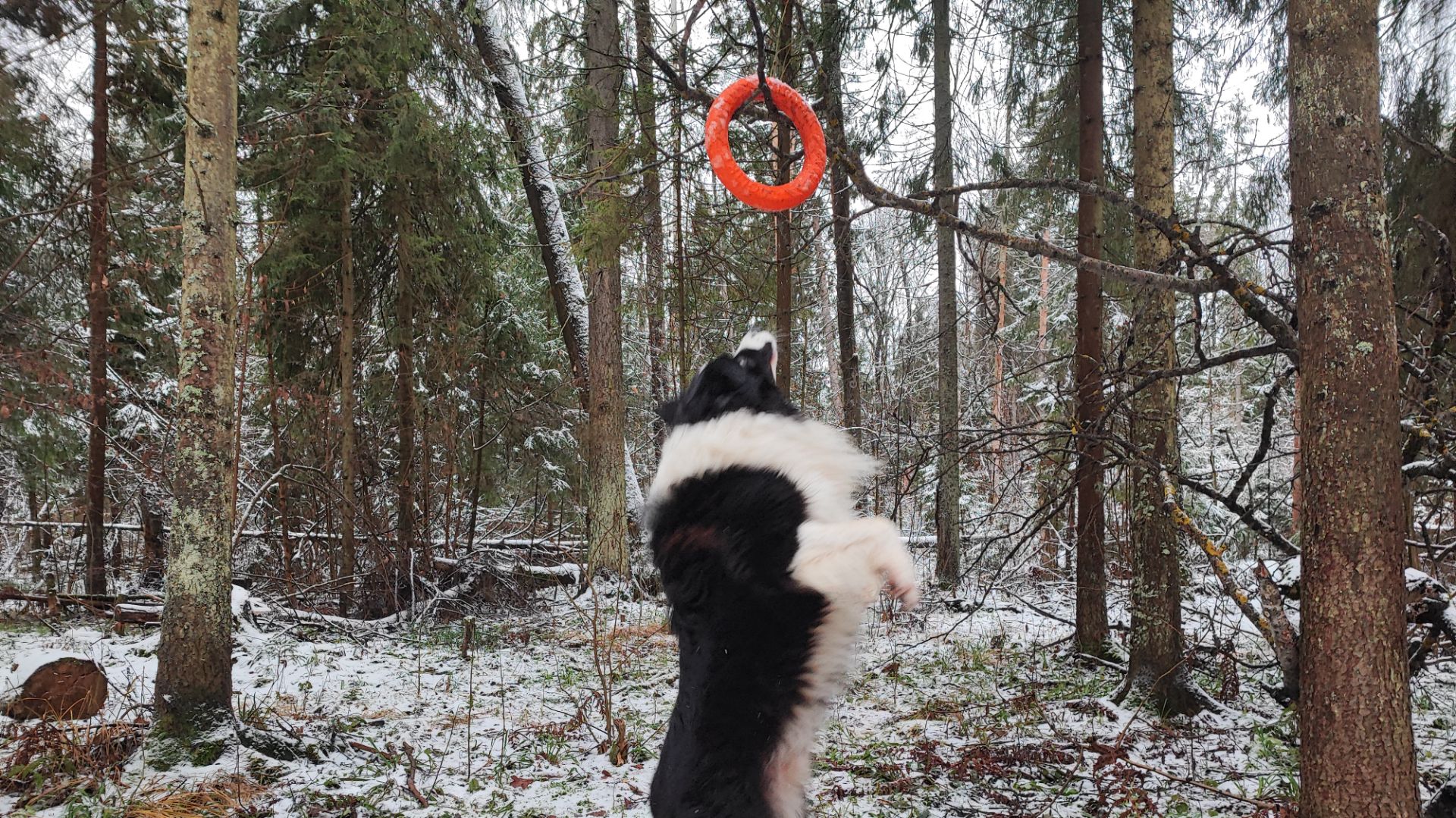 Лучший выгул бордер колли в лесу