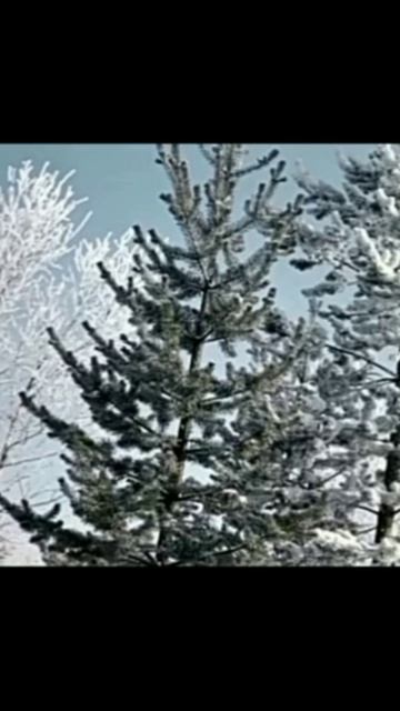 Дедушка Мороз.