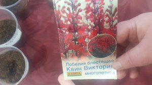 25.12.2025 Посев лобелии многолетней на рассаду. Ждем всходы через 14 дней.