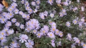 Обсудим⁉️ Наша жизнь в Германии Ирина Банару Дегуста