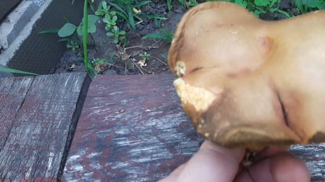 Гриб Моховик зелёный смотреть онлайн