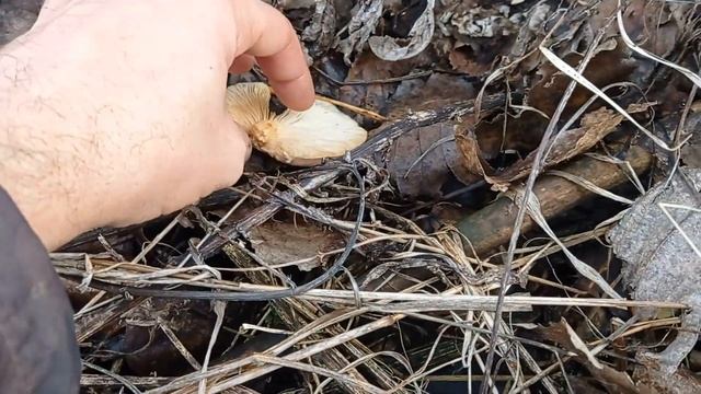 Тихая охота. 14 декабря 2023. Леписта и вешенка смотреть онлайн