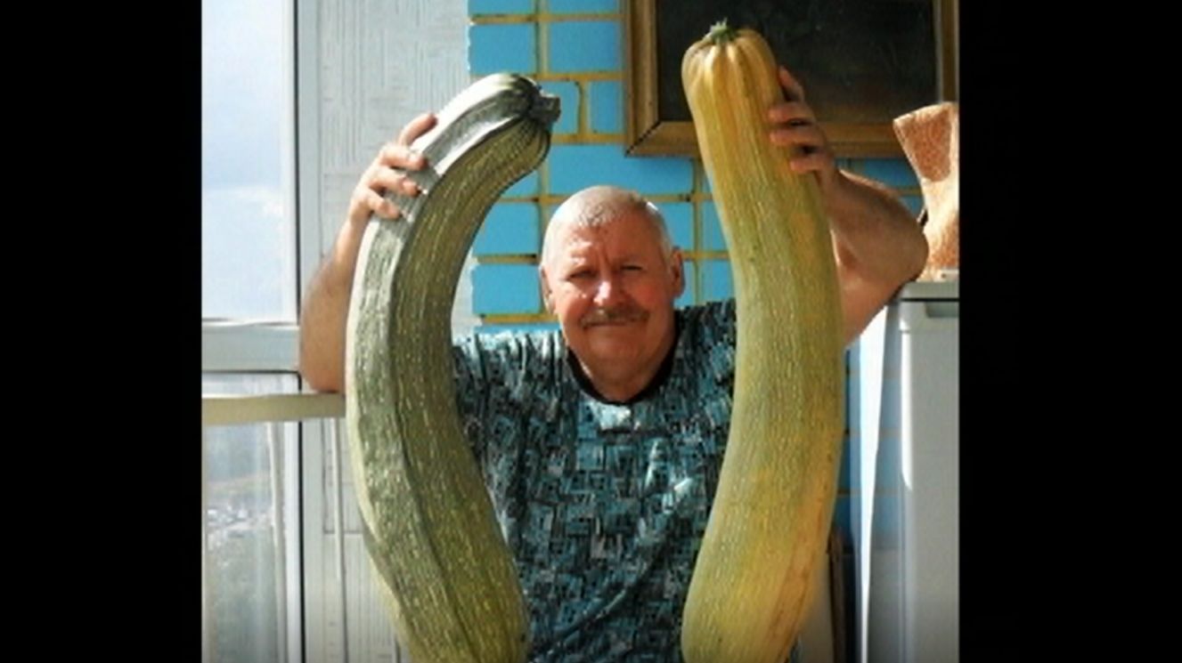 Выращивание кабачков смотреть онлайн