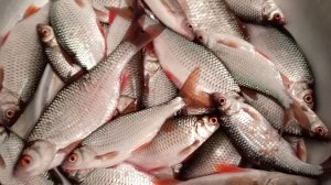 Зимняя рыбалка 2025-2026 г. 25 декабря.Ловля плотвы ,окуня,густера,голавля.